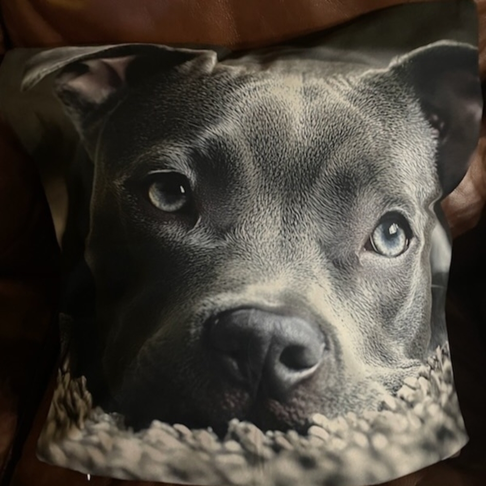 Charming Gray Pit Bull Dog Print Pillow